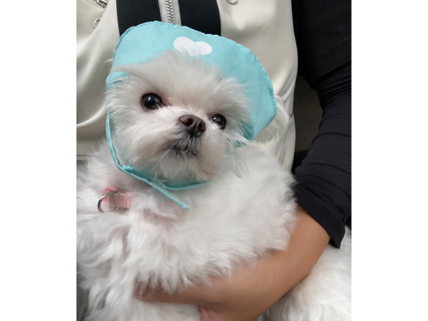 生徒が撮影したモデル犬☆